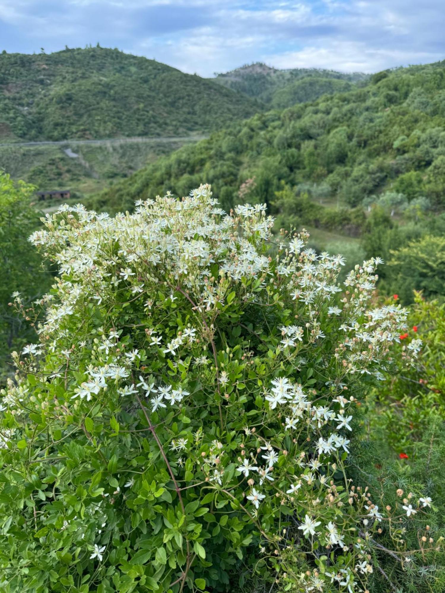 Qyteza Guest House & Camping Shkodër Esterno foto